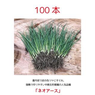 玉ねぎ　苗　【中晩生「ネオアース」】　100本　採りたて　家庭菜園　1(野菜)