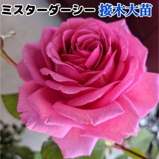 ミスターダーシー　大苗　接木　接木大苗　バラ　バラ苗　薔薇　香り薔薇　接ぎ木(その他)