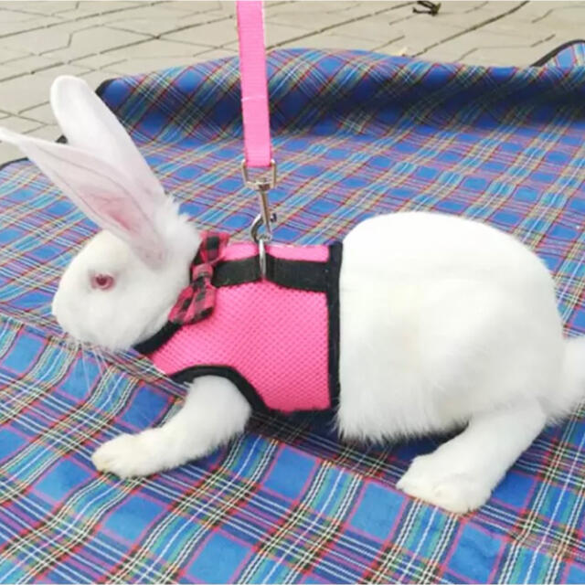 ウサギのハーネス　未使用 その他のペット用品(小動物)の商品写真