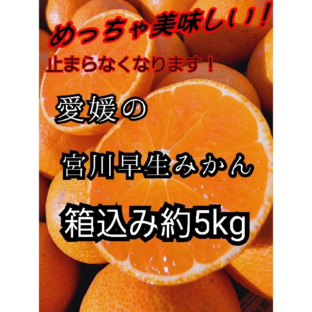 愛媛県産　宮川早生みかん　箱込み約5kg　柑橘　ミカン 食品/飲料/酒の食品(フルーツ)の商品写真