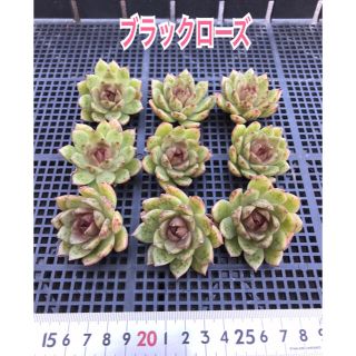 ブラックローズ　多肉植物(その他)