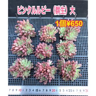 ピンクルルビー　多肉植物(その他)