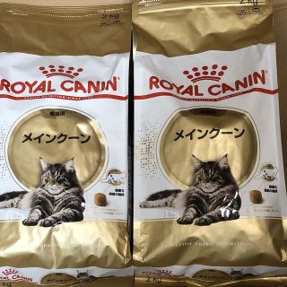 ロイヤルカナン(ROYAL CANIN)のロイヤルカナン 成猫用ドライフード メインクーン 2kg×2点セット(ペットフード)