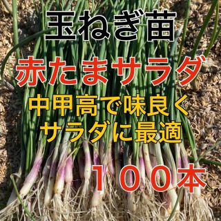 血液サラサラ‼️赤玉葱100本入❗️(野菜)