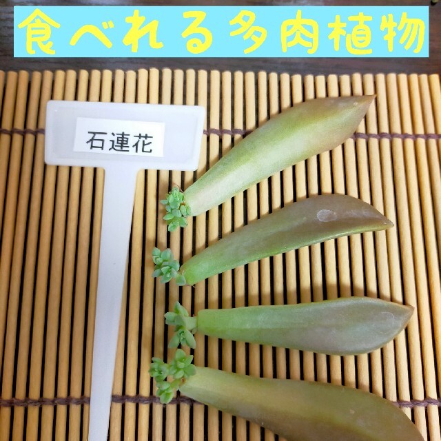 多肉植物　石蓮花　300円送料込 ポイント消費　クーポン消費　期間限定ポイント ハンドメイドのフラワー/ガーデン(プランター)の商品写真