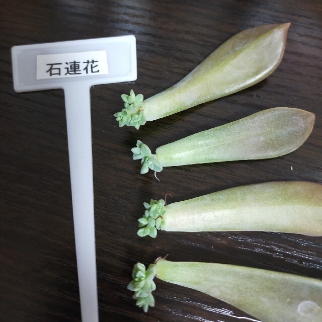 多肉植物　石蓮花　300円送料込 ポイント消費　クーポン消費　期間限定ポイント ハンドメイドのフラワー/ガーデン(プランター)の商品写真