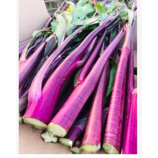 福岡県產 紅菜苔 紫アスパラ菜600g以上(野菜)
