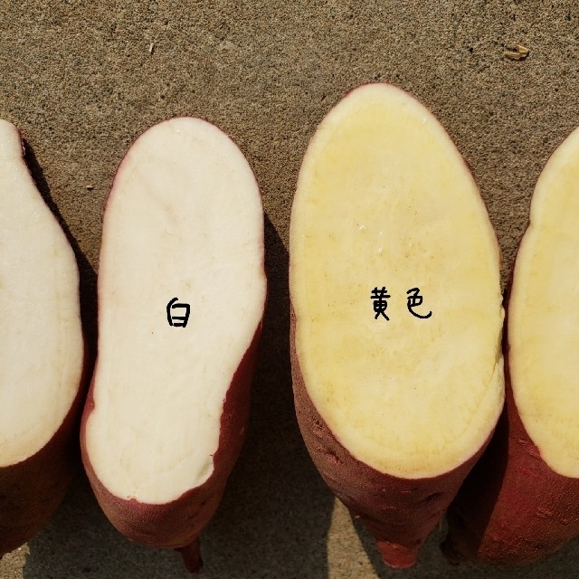 小さめ　白　紅はるか　10キロ　茨城県産　さつま芋　サツマイモ 食品/飲料/酒の食品(野菜)の商品写真