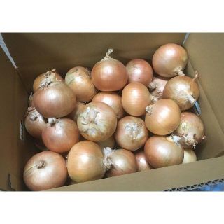 北海道産　タマネギ　Ｌサイズ　10kg　農家直送(野菜)