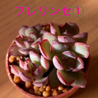 プレリンゼ ① 多肉植物　抜き苗(その他)