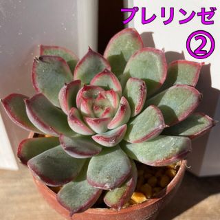 プレリンゼ　② 多肉植物　抜き苗(その他)