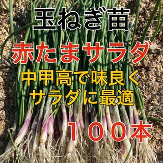 血液サラサラ‼️サラダに最適❗️赤玉葱苗100本(野菜)