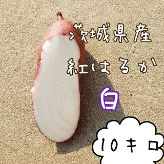 白　紅はるか　10キロ　茨城県産　さつま芋　サツマイモ(野菜)