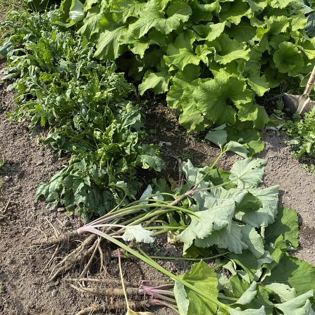 【オーガニック（有機&自然農法）農家直送】野菜セット ✨大地のエネルギー送ります 食品/飲料/酒の食品(野菜)の商品写真