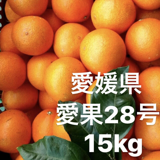 愛媛県 愛果28号 15kg - フルーツ