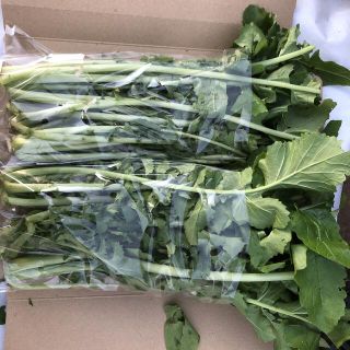 大根葉　新鮮　無農薬　無選別　無洗浄　信州産(野菜)