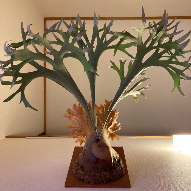 P.SS Foong OC ビカクシダ 限定特典 7200円 www.gold-and-wood.com