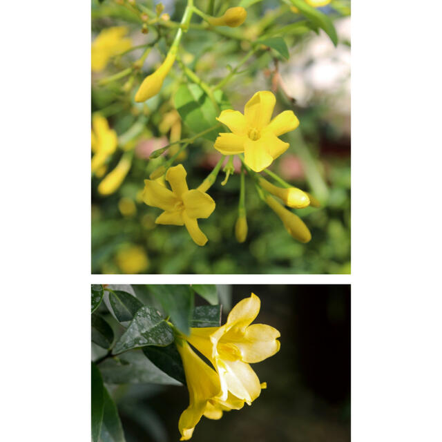 ✧輝くような✧明るさの黄色い花が甘く周囲に漂う香り。カロライナジャスミン2苗☆  ハンドメイドのフラワー/ガーデン(プランター)の商品写真