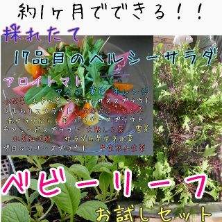 ベビーリーフヘルシーMIX 固定種 有機種子 自家採種 野菜の種 種 種子(野菜)