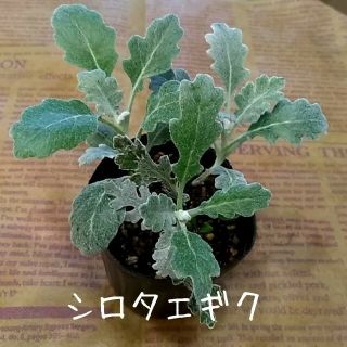 耐寒性多年草【シロタエギク】抜き苗(プランター)