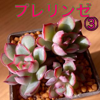 プレリンゼ ③ 多肉植物　抜き苗(その他)