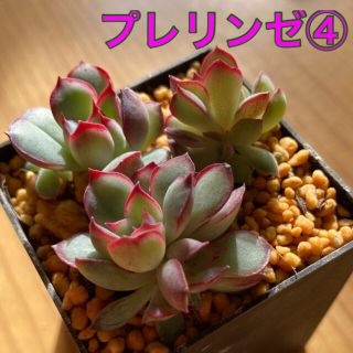 プレリンゼ　④ 多肉植物　抜き苗(その他)