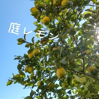 無農薬レモン9〜10個程※要ご確認(フルーツ)