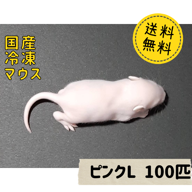 ワケ有、国産冷凍マウスXL100匹