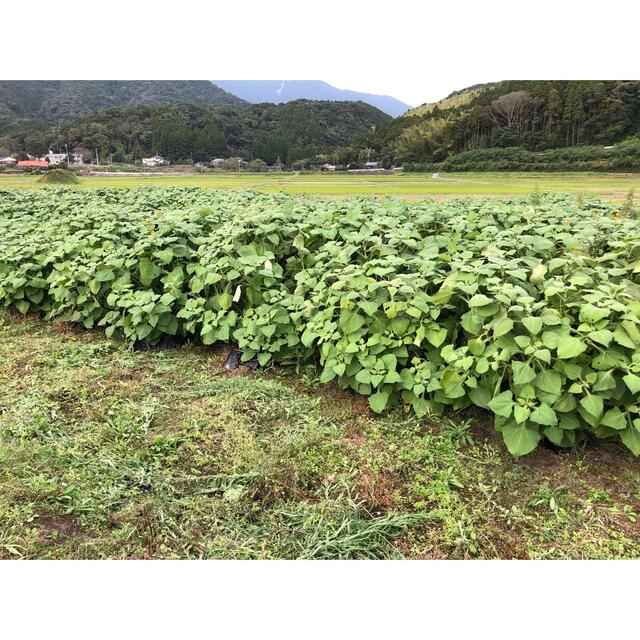 ヤーコン10kg無農薬栽培鹿児島県産 | buddybadette.com