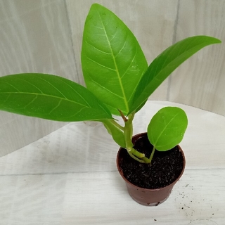 フィカス　イエロージェム　観葉植物　ゴム　鉢植え　苗木　(その他)