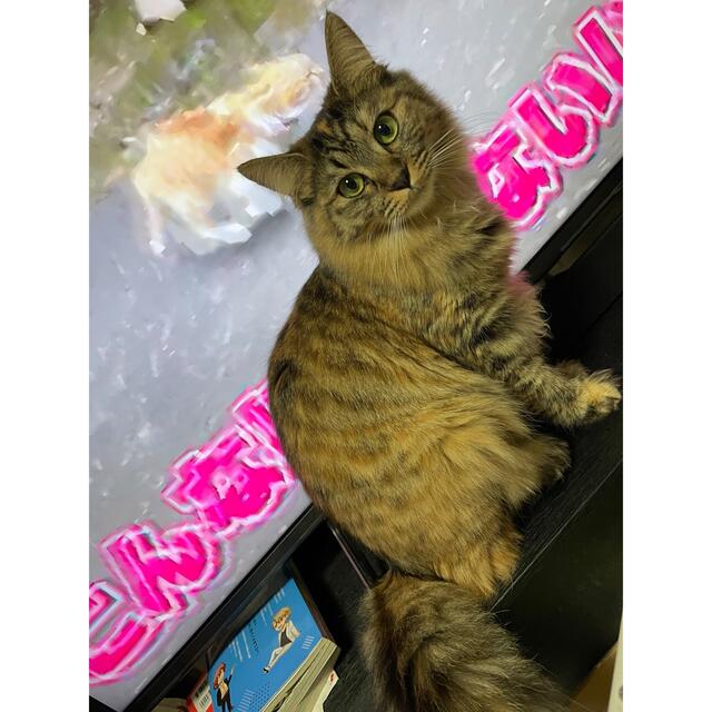 むっちゃん専用 - ブラウス