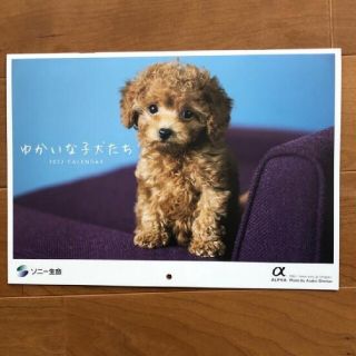 ソニー(SONY)の子犬カレンダー 2022 (カレンダー/スケジュール)