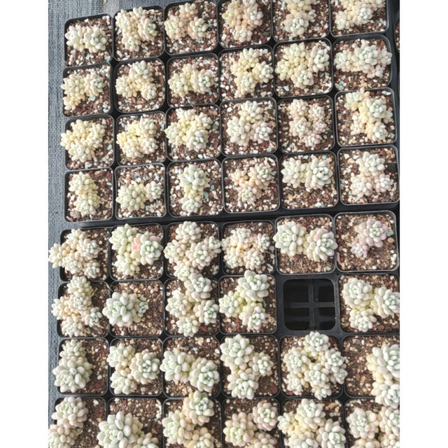 多肉植物 ハンドメイドのフラワー/ガーデン(その他)の商品写真