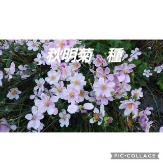 秋明菊　シュウメイギク　種②(その他)