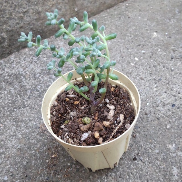 多肉植物     木立性ブレビフォリウム