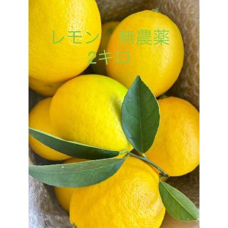 レモン　無農薬　2キロ(フルーツ)