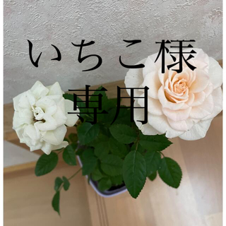 薔薇苗 ♡白、ピンクの可愛い花が咲きます♡(その他)
