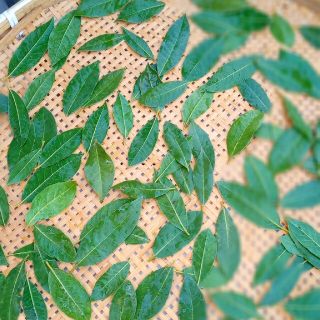 乾燥ハーブ🌿ローリエ　月桂樹無農薬(調味料)