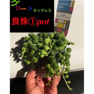 ︎ ✳️良株①pot✳️ボリューミーなグリーンネックレス✳️残り僅か❗️(その他)