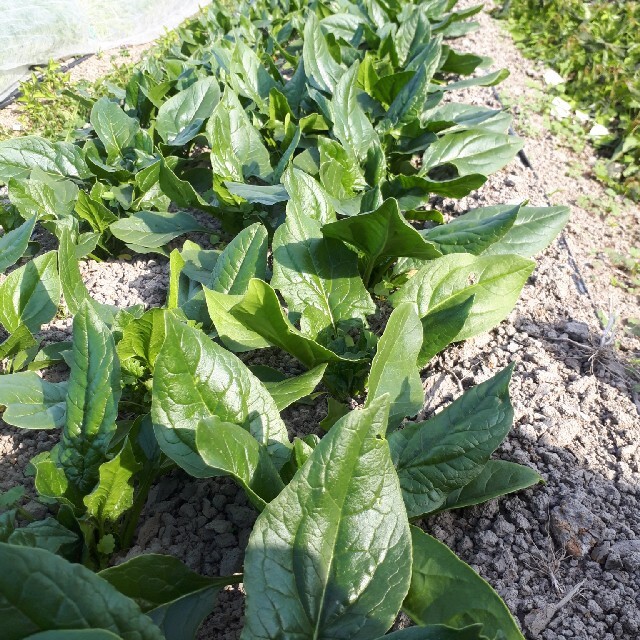 お任せお楽しみ野菜詰め合わせ60サイズ 食品/飲料/酒の食品(野菜)の商品写真