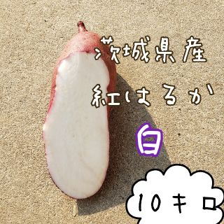 白　紅はるか　10キロ　茨城県産　さつま芋　サツマイモ(野菜)