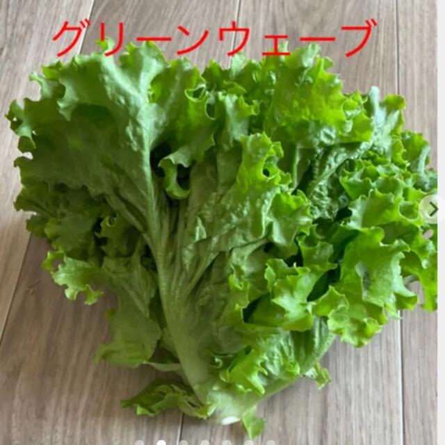 野菜詰め合わせ　80サイズ  食品/飲料/酒の食品(野菜)の商品写真