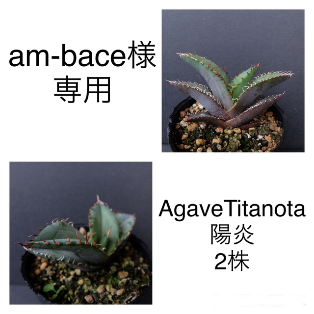 Agave Titanota 陽炎強棘☆★ アガベ　チタノタ　陽炎強棘　2株