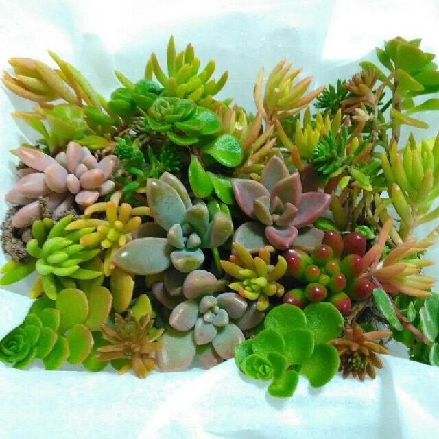 1パック300円【送料無料】多肉植物 カット苗 セダム 寄せ植えにも ハンドメイドのフラワー/ガーデン(プランター)の商品写真