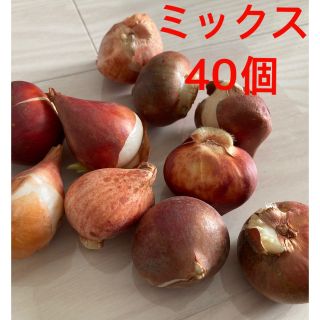 チューリップ球根　色ミックス　40個(プランター)