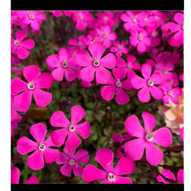 シレネ (ピンクパンサー)種 300粒 ハンドメイドのフラワー/ガーデン(プランター)の商品写真
