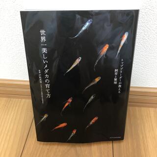 世界一美しいメダカの育て方 トップリーダーが教える飼育と繁殖(住まい/暮らし/子育て)