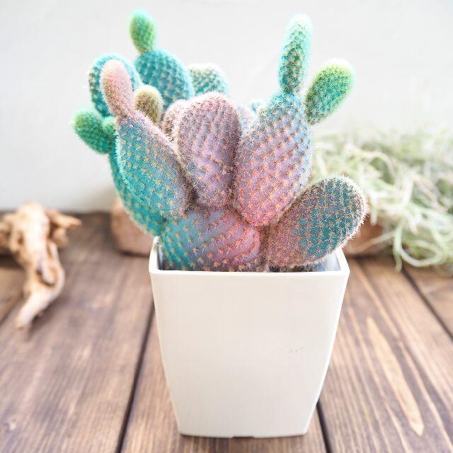 虹色のバニーカクタス サボテン かわいい プレゼント 多肉植物の通販 By チェルシー 植物販売 ラクマ