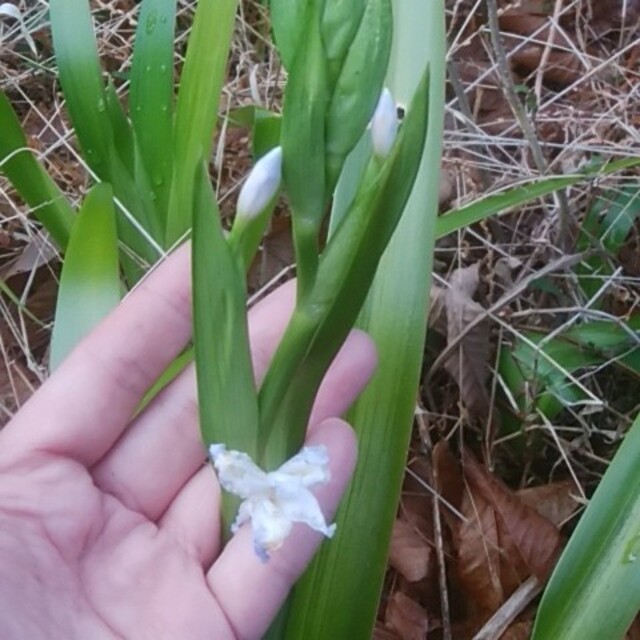 シャガ【大株苗：10本】常緑耐寒性／アヤメ科／観葉植物【送料込み】 ハンドメイドのフラワー/ガーデン(その他)の商品写真