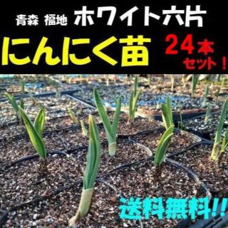 にんにく苗(ホワイト六片/青森 福地/国産) 24本　　暖地用・無農薬　ニンニク(野菜)